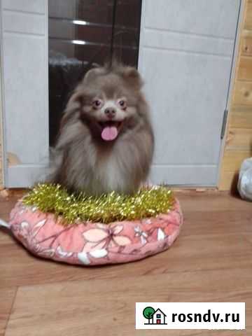 Шпиц малый молодой кобель продажа Сыктывкар - изображение 1