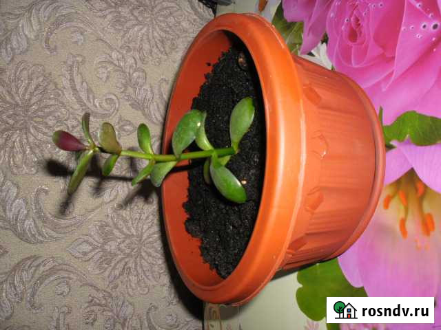 Антуриум,аглаонема,фиалки,герань,каланхоэ Иваново - изображение 1