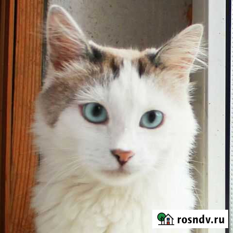 В глазах целый мир Обухово - изображение 1