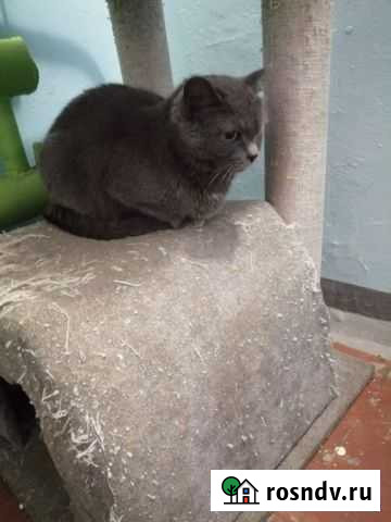 Одинокий кот в добрые руки Ижевск - изображение 1