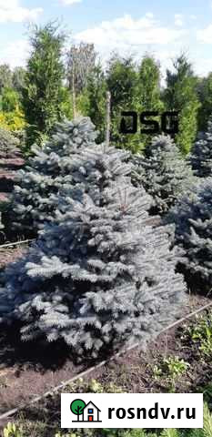 Голубая ель саженцы Большие Вяземы - изображение 1