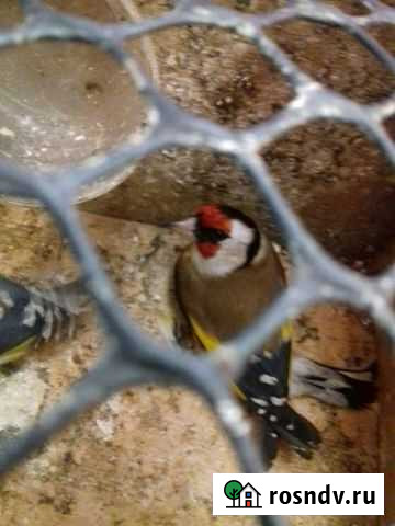 Щегол Москва - изображение 1