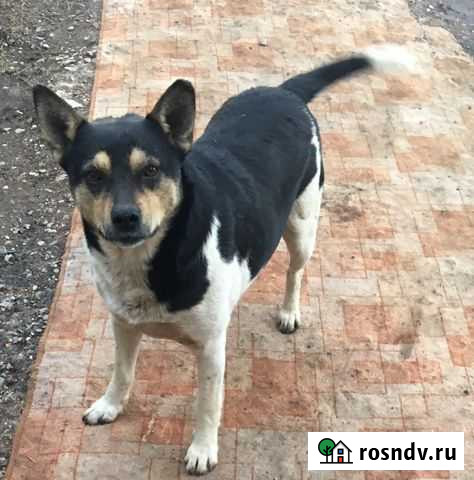 Ищем дом песику Октябрьский - изображение 1