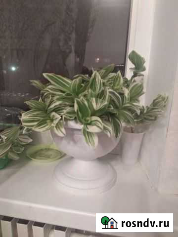 Традесканция белоцветковая Клинцы - изображение 1