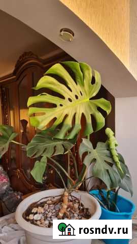 Монстера Севастополь - изображение 1