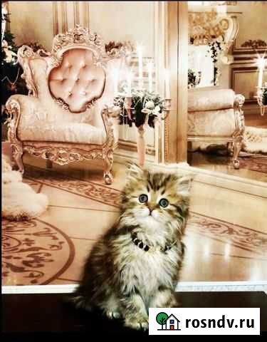 Котята шотландские Снежногорск - изображение 1