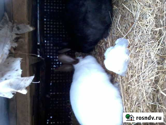 Кролики самки Сухиничи - изображение 1