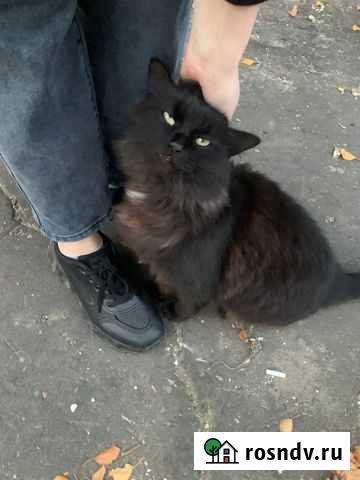 Отдам котика Муром - изображение 1