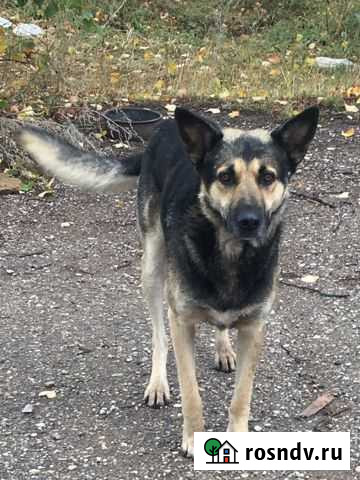 Ищем дом пёсику Лениногорск - изображение 1