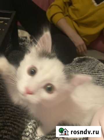 Белый котенок в добрые руки Нижний Новгород - изображение 1