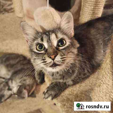 Кошка Камилла Ростов-на-Дону