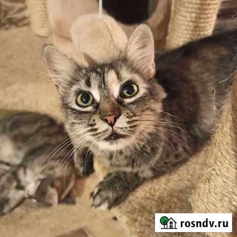 Кошка Камилла Ростов-на-Дону - изображение 1