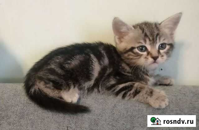 Кошки Наро-Фоминск - изображение 1