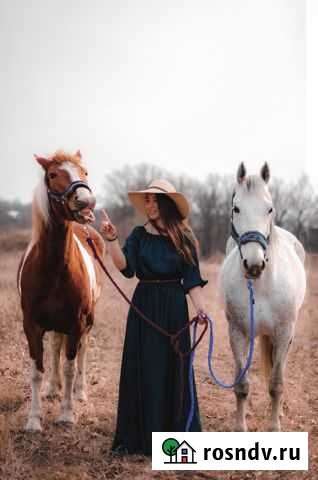 Конные прогулки в поля, карета на торжество Щекино - изображение 1