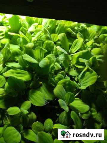 Пистия(аквариумное растение) Коренево - изображение 1