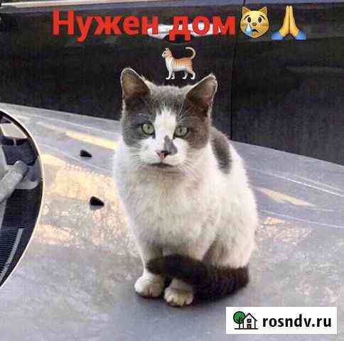 Умный котик в добрые руки Ростов-на-Дону