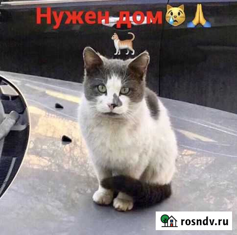 Умный котик в добрые руки Ростов-на-Дону - изображение 1