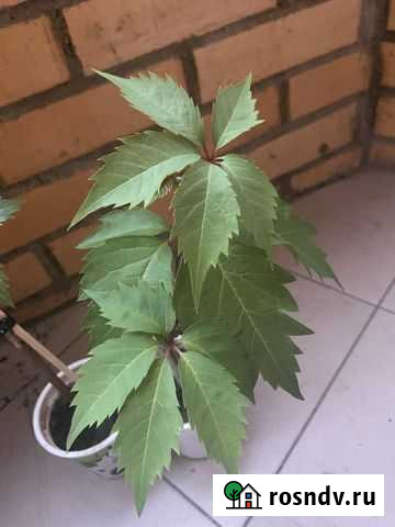 Девичий виноград Красноярск - изображение 1