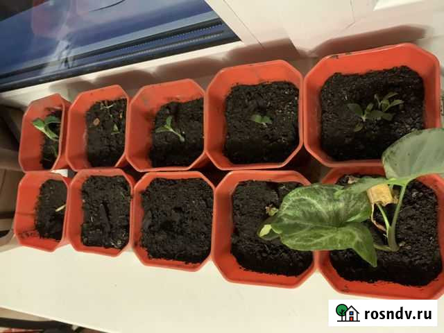 Каланхоэ Абаза - изображение 1