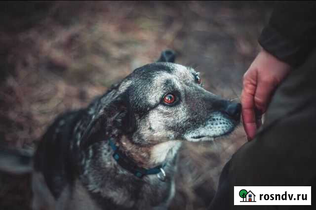 Собака Калуга - изображение 1