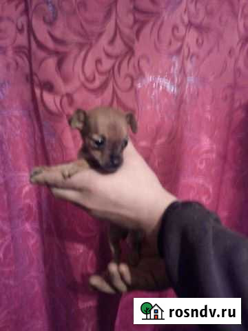 Той терьер мини Севастополь - изображение 1