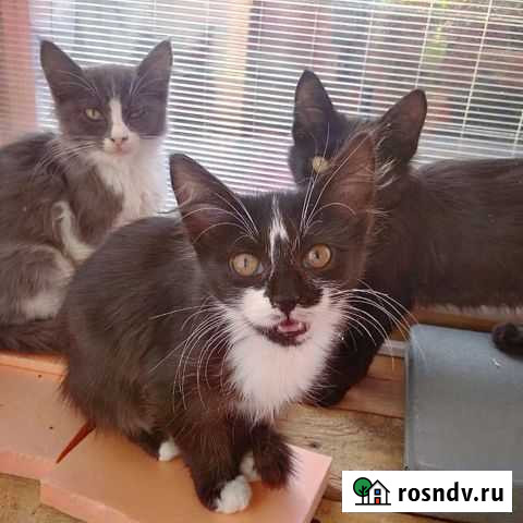 Котенок Усть-Лабинск - изображение 1