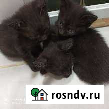 Котята бесплатно Магнитогорск - изображение 1