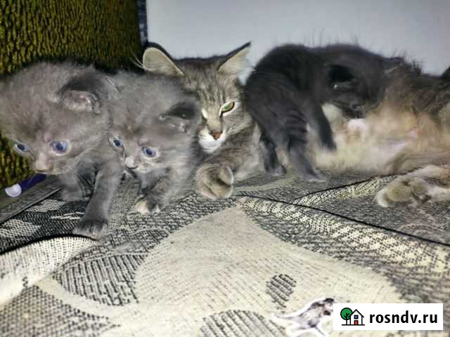 Кошка Полтавская - изображение 1