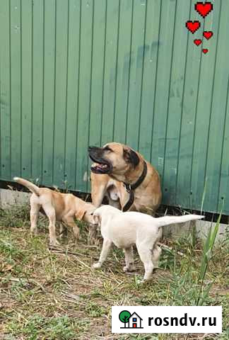 Щенки Метисики Азов - изображение 1