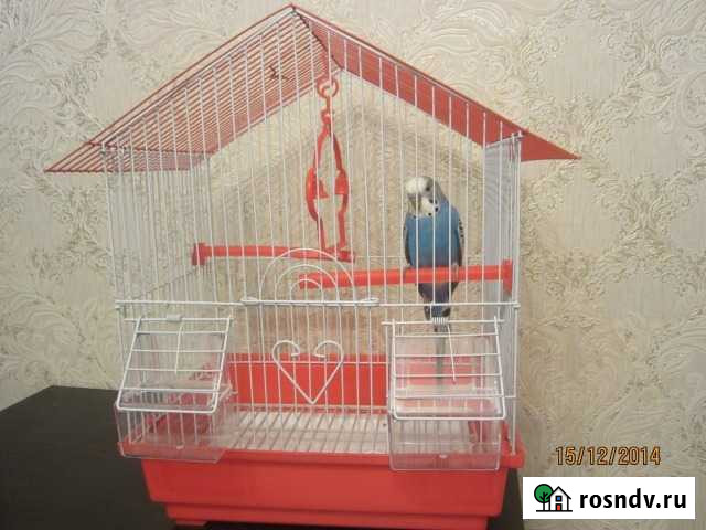 Волнистый попугай с новой клеткой Красноярск - изображение 1