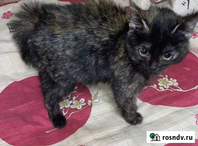 Котенок Черепашка девочка Жуковский - изображение 1