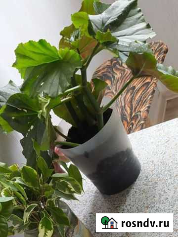 Бегония коралловая Кирово-Чепецк - изображение 1