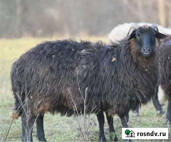 Овцы къарачаевской породы Зеленчукская - изображение 1