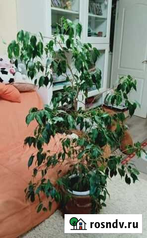 Фикус бенджамина Раменское - изображение 1
