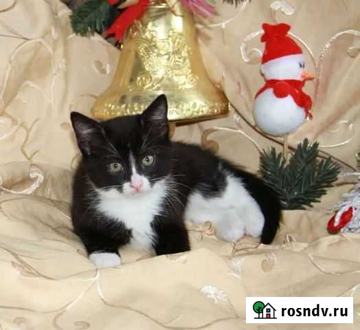 Котенок мальчик окрас Маркиз Сочи - изображение 1