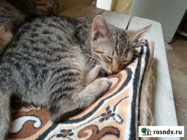 Котенок в добрые руки Ростов-на-Дону - изображение 1