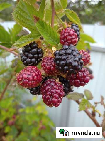 Продам 2 (два) саженца Садовой Ежевики 3 летние Коломна - изображение 1