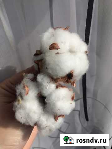 Хлопок натуральный декоративный 2 шт Камышин - изображение 1