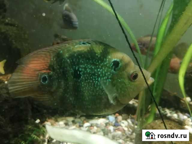 Рыба Курган - изображение 1