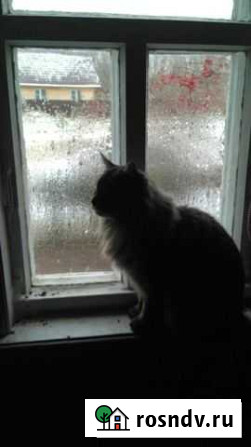 Кот Мейнкун Костерево - изображение 1