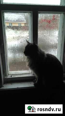 Кот Мейнкун Костерево - изображение 1