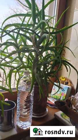 Алоэ Владикавказ - изображение 1