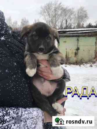 Отдам бесплатно собак щенки Кыштым