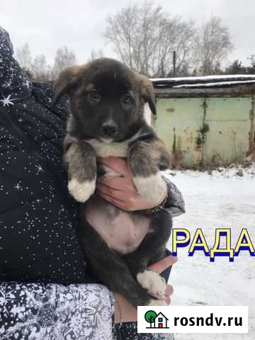 Отдам бесплатно собак щенки Кыштым - изображение 1