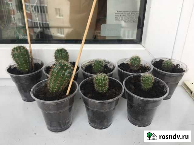 Кактус Великий Новгород - изображение 1