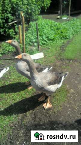 Гусь Упорово - изображение 1