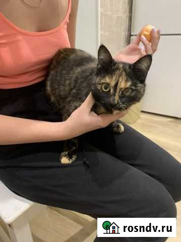Кошка Таганрог - изображение 1