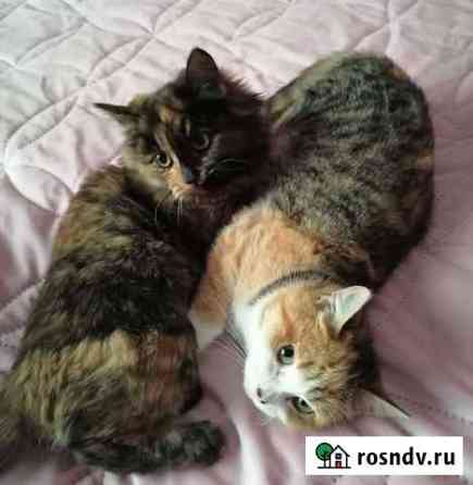 Кошка Волжский