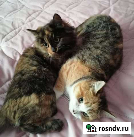 Кошка Волжский - изображение 1