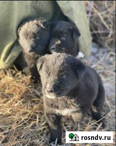 Щенки в добрые руки даром Улан-Удэ - изображение 1